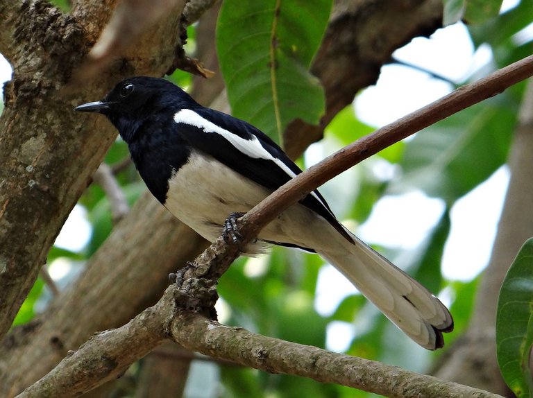 oriental-magpie-robin-326360_960_720.jpg