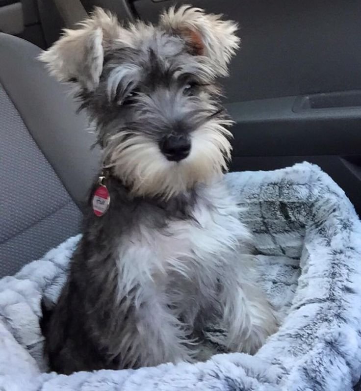 9b0c9a80e57b97ec936e26cc2c049ac9--miniature-schnauzer-puppies-schnauzer-puppy.jpg