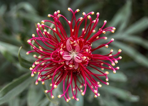 grevillea-881534__340.jpg