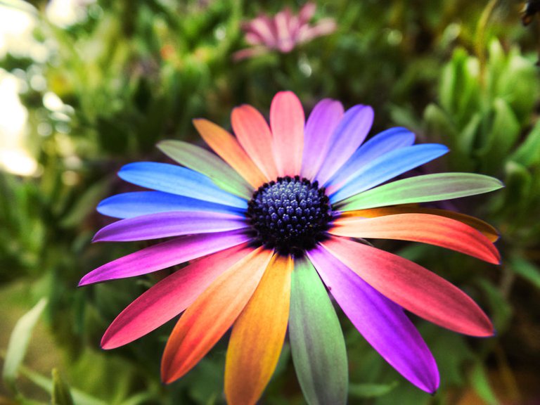 Rainbow-Flower-SY12341.jpg