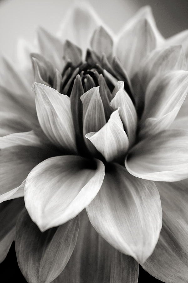 black-and-white-dahlia-danielle-miller.jpg