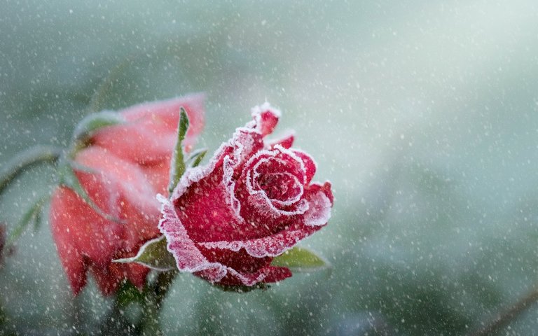 rose_frost_snowfall-1280x800.jpg