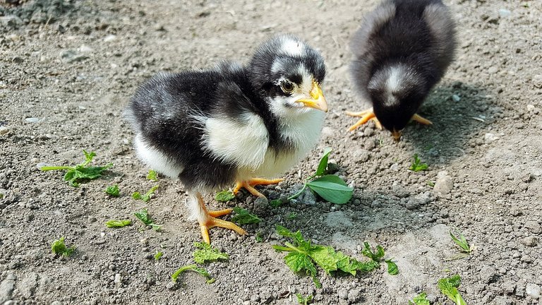 Chicks with greens.jpg