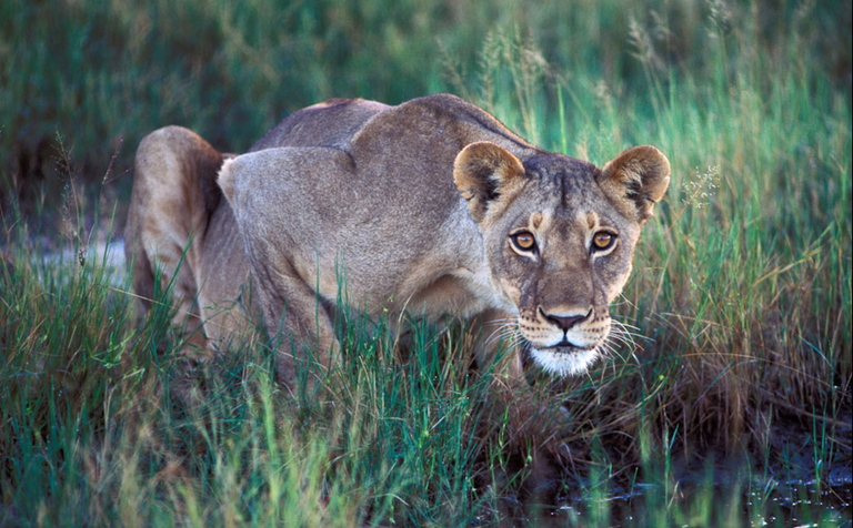 lion drinking.png