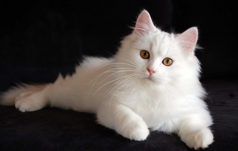 Persian-cat-breed.jpg