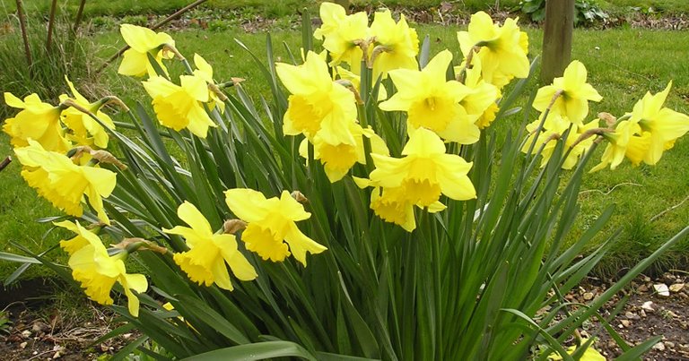 DAFFODIL.jpg