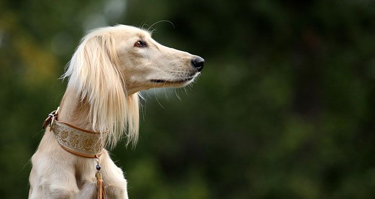 Saluki.jpg