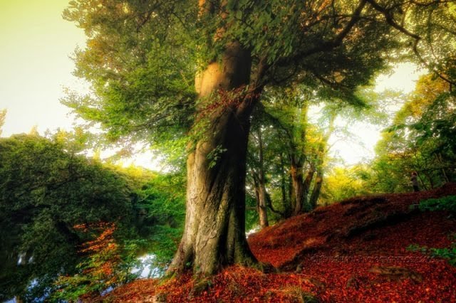 Timeless-giant-tree.jpg