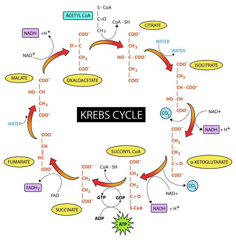 The Krebs cycle.png