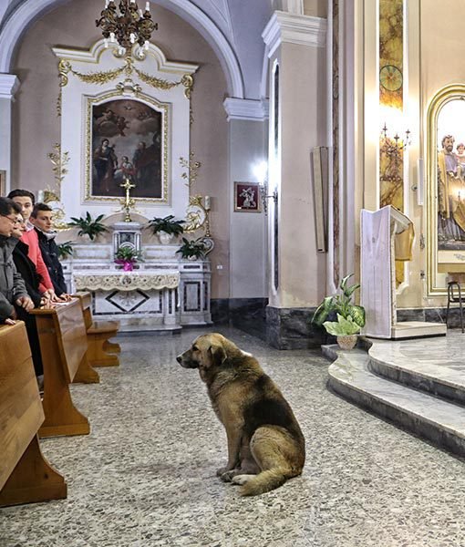 perro-funeral-dueño-2.jpg