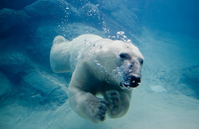 polar-bear.jpeg