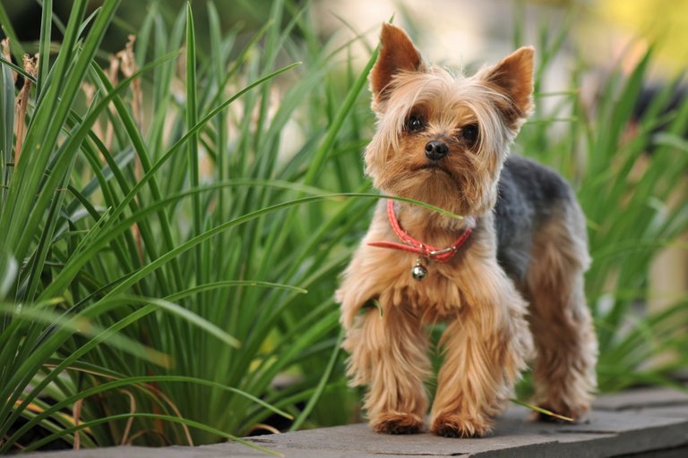 YorkshireTerrierKopegi.jpg