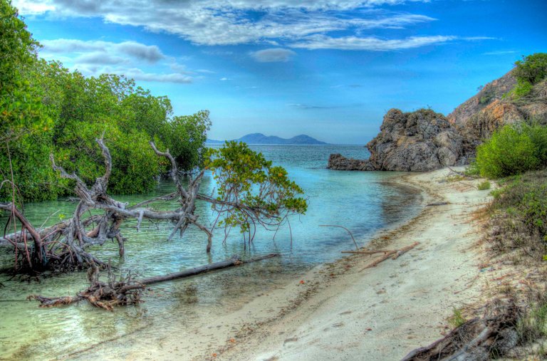 mangrove island.jpg