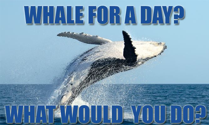 whaleday.png
