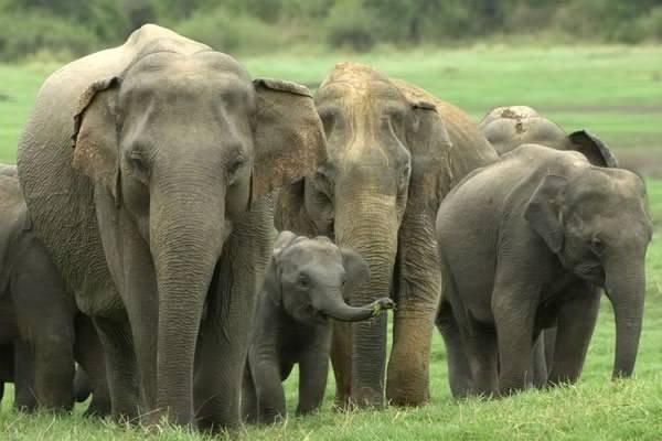 yala-village-elephant.jpg