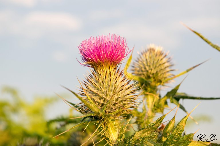Thistle CandS.jpg