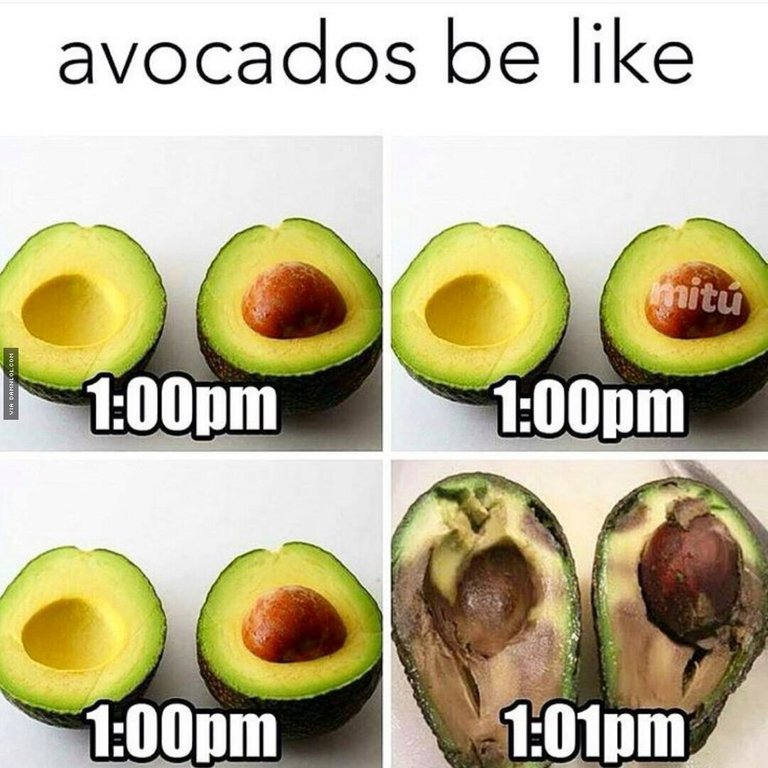 avo.jpg