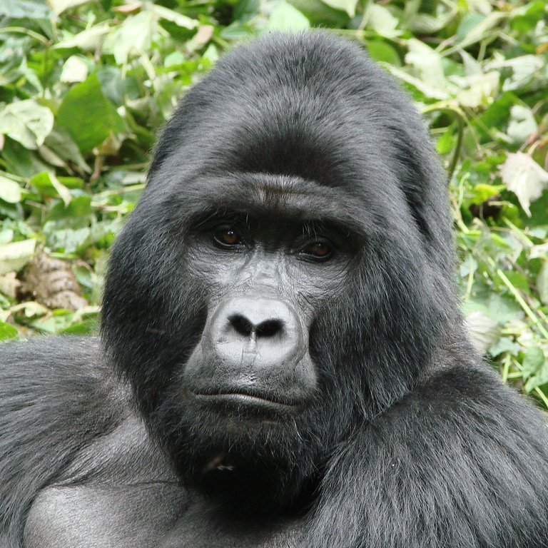 mountain-gorilla_thumb.jpg