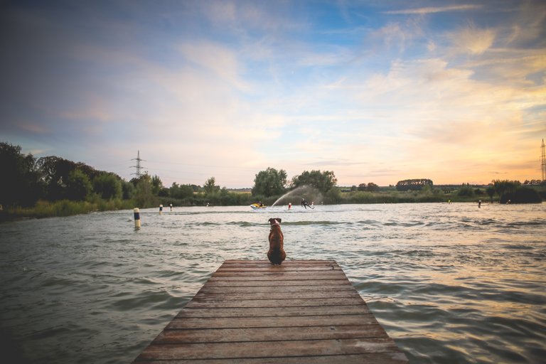 dog-sitting-on-a-pier-picjumbo-com.jpg