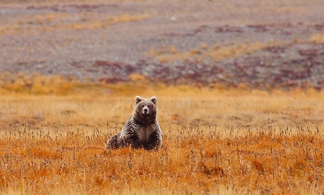 deosai_national_park.jpg