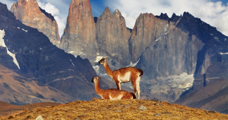 Torres-del-paine_fauna_shutterstock-DST318-mpo68u88dzy15v62un56ewiew0bye7c9vlic0jx41c.jpg