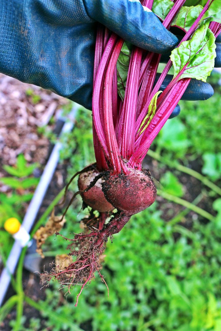 pulled beet.jpg