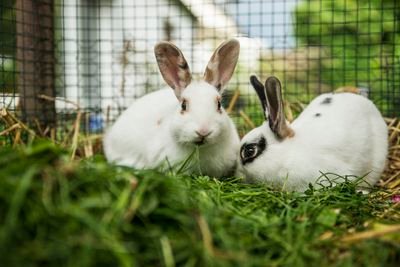 two-rabbits-in-a-cage-on-a-meadow-670881045-58d3f3475f9b584683440676.jpg