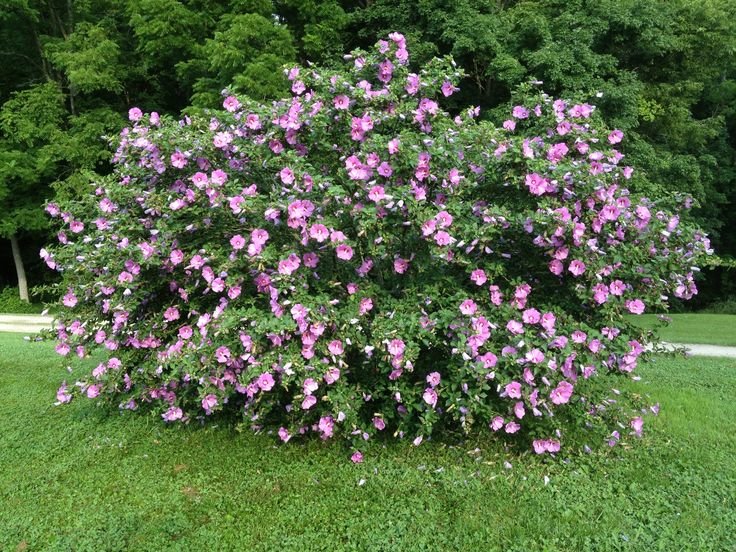 Rose of Sharon.jpg