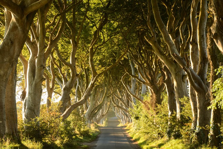 158 Northern Ireland : Antrim : Dark Hedges.jpg