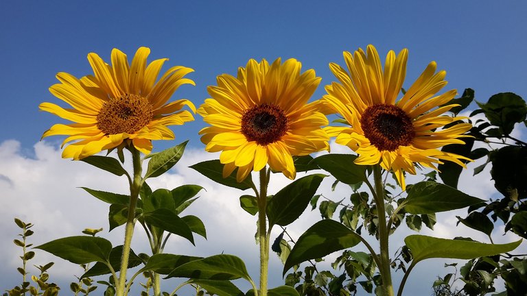 sunflowers-1240578_1920.jpg