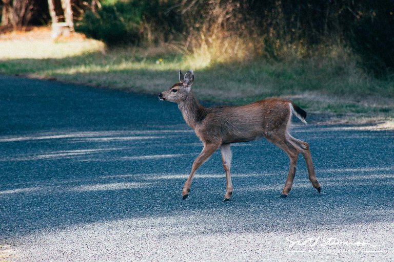 Whitetailed Deer-1.jpg