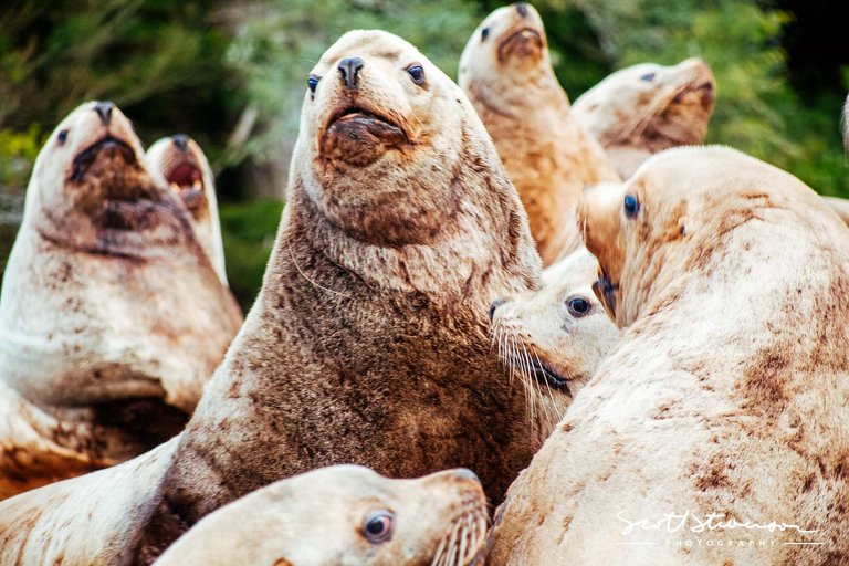 Stellar Sea lion-3.jpg