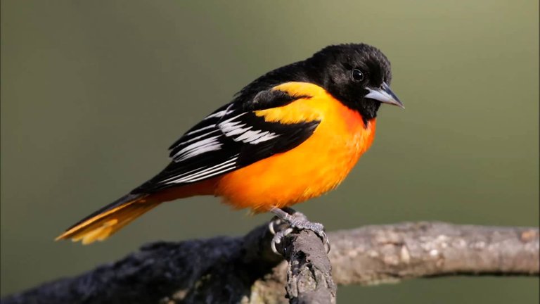 Northern Oriole.jpg