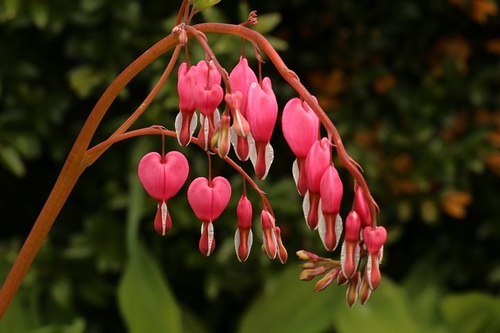 nature-3354745__480.jpg