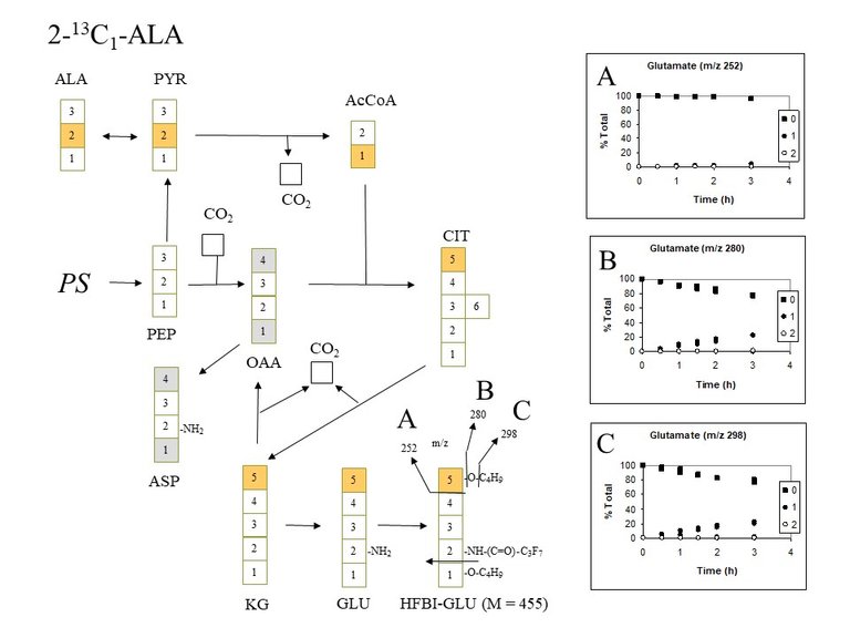 PlantMetabolicFluxAnalysis6.jpg