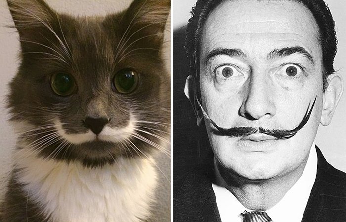 cat-looks-like-other-thing-lookalikes-celebrities-29__700.jpg