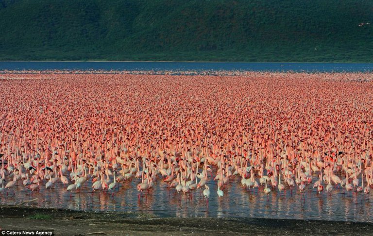 flamingo.jpg