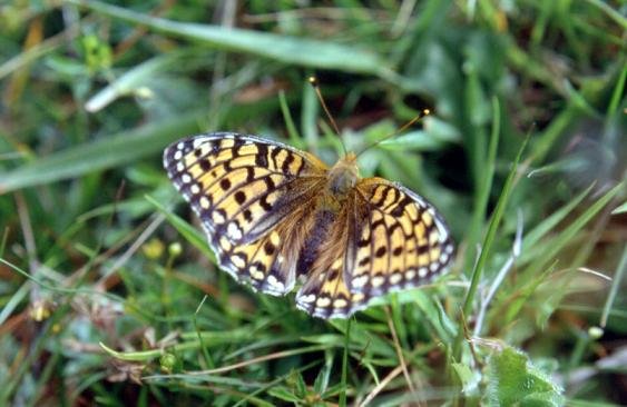 Fritillary butterfly.jpg