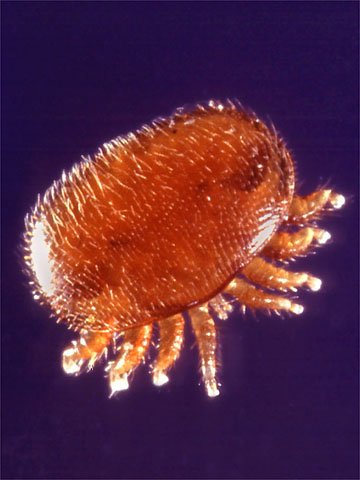 varroa1.jpg