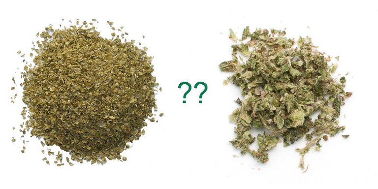 oregano.marijuana.jpg