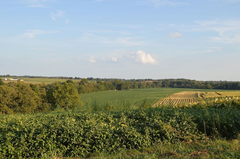 KY1893_tobacco_and_soybeans.jpg