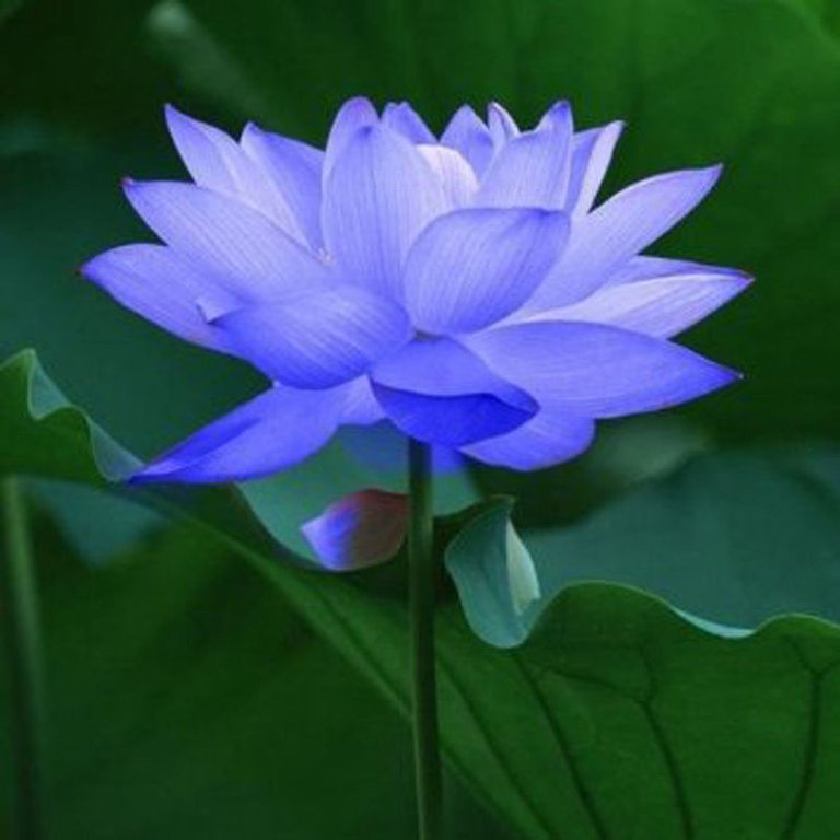 Bowl-font-b-lotus-b-font-water-lily-flower-Bonsai-font-b-Lotus-b-font-seeds.jpg