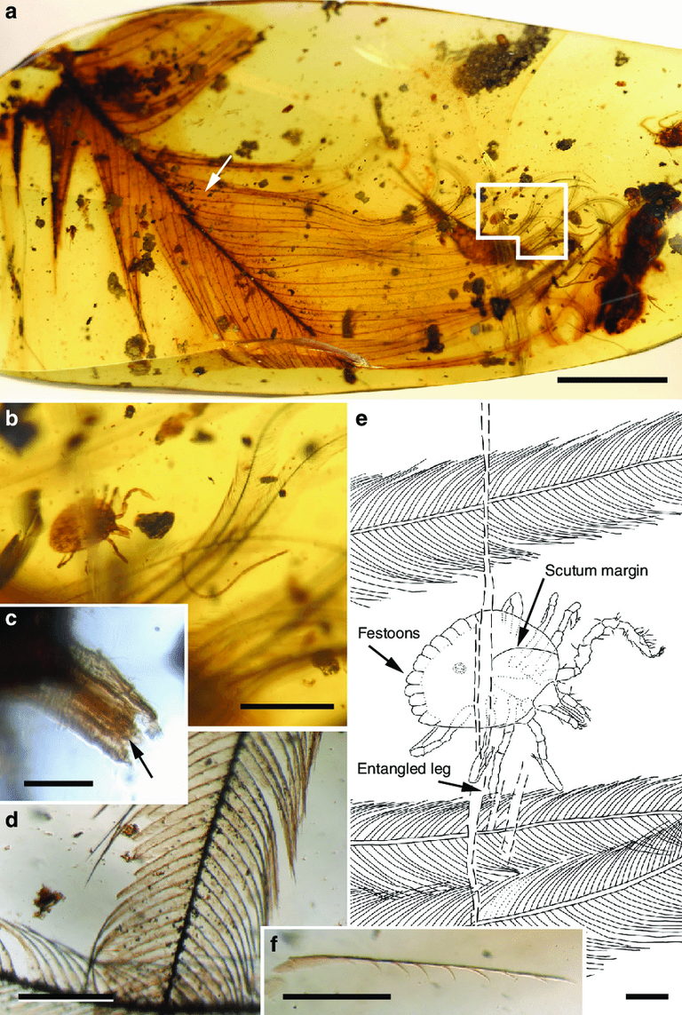 Fig-1-Cornupalpatum-burmanicum-hard-tick-entangled-in-a-feather-a-Photograph-of-the.png