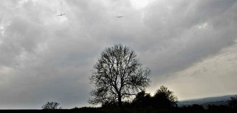 treetuesday with gliders.jpg