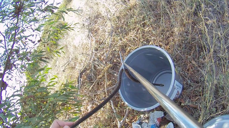 20170130-subadult-cape-cobra-rescued-near-gie-road-table-view-western-cape-05.jpg