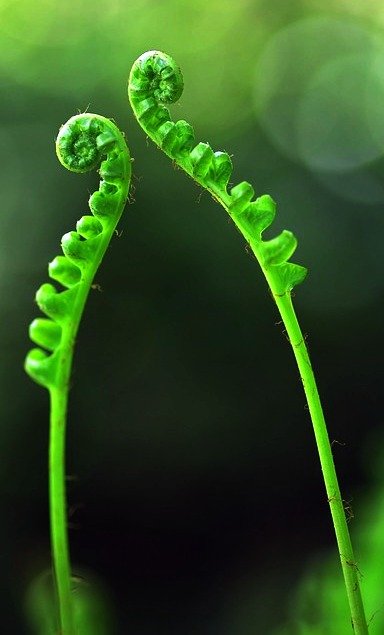 curled leafs.jpg