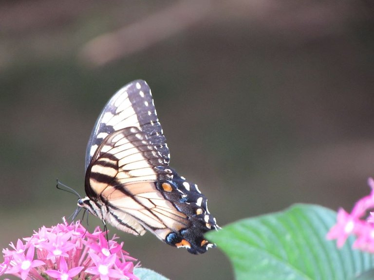 butterfly LongWood Garden.jpg