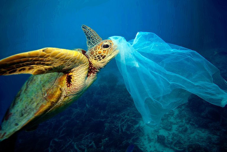 1 turtles-are-choking-on-our-plastic-trash.png