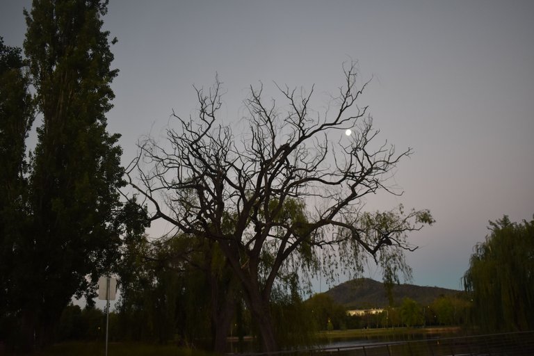DSC_0254.JPG