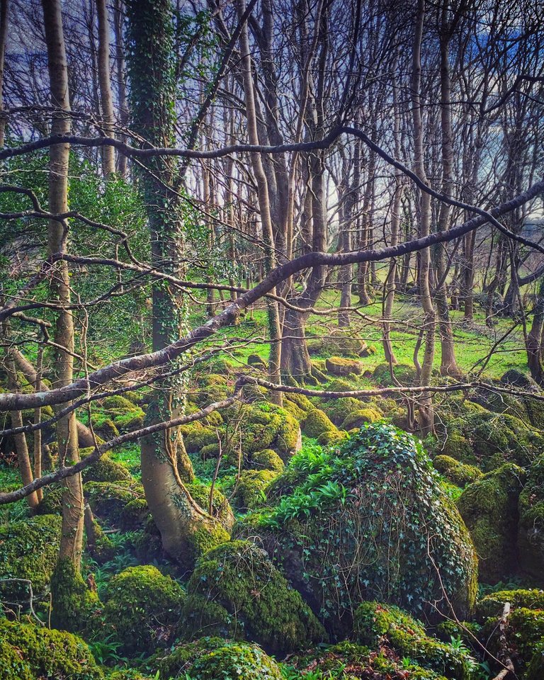 galway-trees.jpg